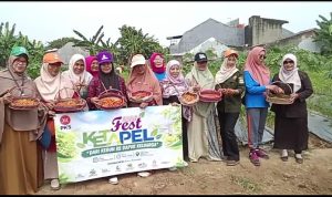 panen cabe di bekasi